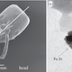 P. marginata head (left) and iron oxide granules (right) found within the antennae. Images were taken under a transmission electron microscope